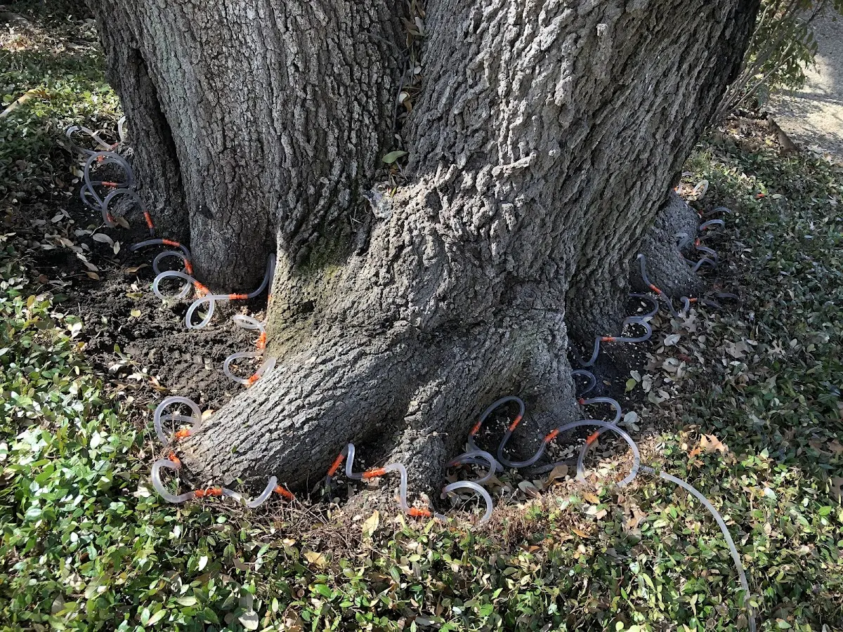 Detailed Tree Cabling and Bracing job site in La Jara