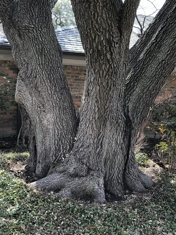 Mature heritage tree close to a La Jara property cared for by certified arborists